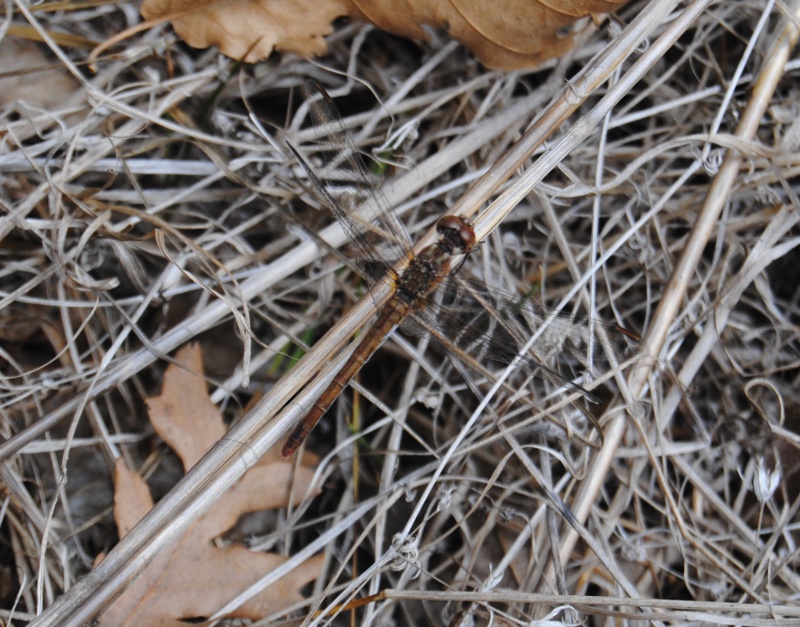 Identificazione - 1: probabile Sympetrum meridionale